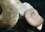 Lytoceras Ammonite Sculpture - Tall #7986-5
